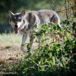 Animal Contact Muriel Bec rencontre avec les Loups en forets d’Orléans