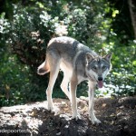 Animal Contact Muriel Bec rencontre avec les Loups en forets d’Orléans