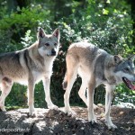 Animal Contact Muriel Bec rencontre avec les Loups en forets d’Orléans