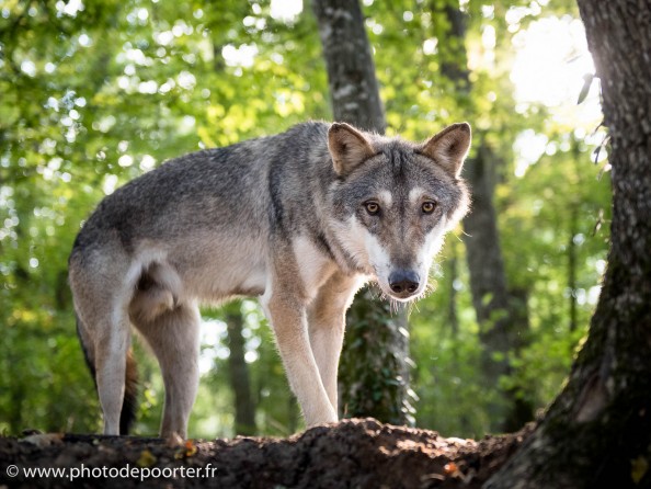 Animal Contact Muriel Bec rencontre avec les Loups en forets d’Orléans